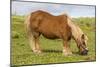 Shetland Pony, Jarlshof, Shetland Isles, Scotland, United Kingdom, Europe-Michael Nolan-Mounted Photographic Print