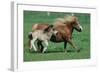 Shetland pony mare with foal-null-Framed Premium Giclee Print