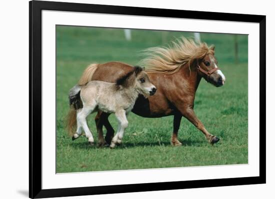 Shetland pony mare with foal-null-Framed Premium Giclee Print