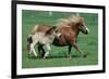 Shetland pony mare with foal-null-Framed Premium Giclee Print