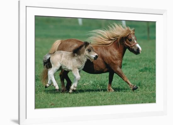 Shetland pony mare with foal-null-Framed Premium Giclee Print