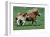 Shetland pony mare with foal-null-Framed Art Print