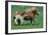 Shetland pony mare with foal-null-Framed Art Print