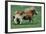 Shetland pony mare with foal-null-Framed Art Print