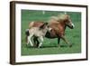 Shetland pony mare with foal-null-Framed Art Print