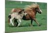 Shetland pony mare with foal-null-Mounted Art Print