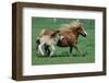 Shetland pony mare with foal-null-Framed Art Print