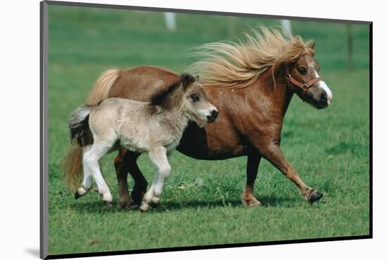 Shetland pony mare with foal-null-Mounted Art Print