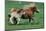 Shetland pony mare with foal-null-Mounted Art Print