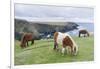 Shetland Pony on pasture near high cliffs, Shetland islands, Scotland.-Martin Zwick-Framed Photographic Print