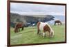 Shetland Pony on pasture near high cliffs, Shetland islands, Scotland.-Martin Zwick-Framed Photographic Print