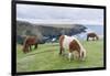 Shetland Pony on pasture near high cliffs, Shetland islands, Scotland.-Martin Zwick-Framed Photographic Print