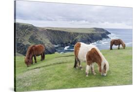 Shetland Pony on pasture near high cliffs, Shetland islands, Scotland.-Martin Zwick-Stretched Canvas