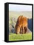 Shetland Pony on pasture near high cliffs, Shetland islands, Scotland.-Martin Zwick-Framed Stretched Canvas