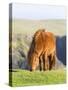 Shetland Pony on pasture near high cliffs, Shetland islands, Scotland.-Martin Zwick-Stretched Canvas