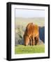 Shetland Pony on pasture near high cliffs, Shetland islands, Scotland.-Martin Zwick-Framed Photographic Print