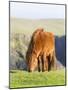 Shetland Pony on pasture near high cliffs, Shetland islands, Scotland.-Martin Zwick-Mounted Photographic Print