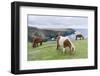 Shetland Pony on pasture near high cliffs, Shetland islands, Scotland.-Martin Zwick-Framed Photographic Print