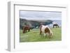 Shetland Pony on pasture near high cliffs, Shetland islands, Scotland.-Martin Zwick-Framed Photographic Print