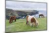 Shetland Pony on pasture near high cliffs, Shetland islands, Scotland.-Martin Zwick-Mounted Photographic Print
