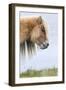 Shetland Pony on the Island of Foula, Part of the Shetland Islands in Scotland-Martin Zwick-Framed Photographic Print