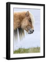 Shetland Pony on the Island of Foula, Part of the Shetland Islands in Scotland-Martin Zwick-Framed Photographic Print