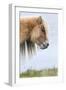 Shetland Pony on the Island of Foula, Part of the Shetland Islands in Scotland-Martin Zwick-Framed Photographic Print