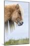 Shetland Pony on the Island of Foula, Part of the Shetland Islands in Scotland-Martin Zwick-Mounted Photographic Print