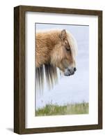 Shetland Pony on the Island of Foula, Part of the Shetland Islands in Scotland-Martin Zwick-Framed Photographic Print