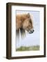 Shetland Pony on the Island of Foula, Part of the Shetland Islands in Scotland-Martin Zwick-Framed Photographic Print