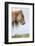 Shetland Pony on the Island of Foula, Part of the Shetland Islands in Scotland-Martin Zwick-Framed Photographic Print