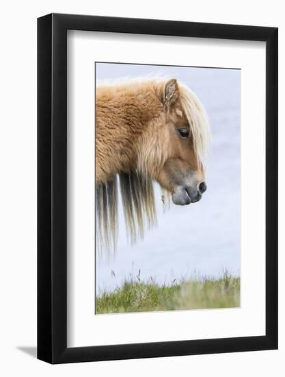 Shetland Pony on the Island of Foula, Part of the Shetland Islands in Scotland-Martin Zwick-Framed Photographic Print