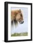 Shetland Pony on the Island of Foula, Part of the Shetland Islands in Scotland-Martin Zwick-Framed Photographic Print