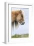 Shetland Pony on the Island of Foula, Part of the Shetland Islands in Scotland-Martin Zwick-Framed Photographic Print