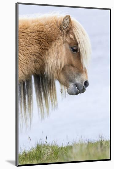 Shetland Pony on the Island of Foula, Part of the Shetland Islands in Scotland-Martin Zwick-Mounted Photographic Print