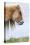 Shetland Pony on the Island of Foula, Part of the Shetland Islands in Scotland-Martin Zwick-Stretched Canvas