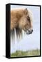 Shetland Pony on the Island of Foula, Part of the Shetland Islands in Scotland-Martin Zwick-Framed Stretched Canvas