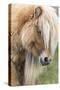 Shetland Pony on the Island of Foula, Part of the Shetland Islands in Scotland-Martin Zwick-Stretched Canvas