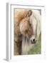 Shetland Pony on the Island of Foula, Part of the Shetland Islands in Scotland-Martin Zwick-Framed Photographic Print