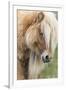 Shetland Pony on the Island of Foula, Part of the Shetland Islands in Scotland-Martin Zwick-Framed Photographic Print