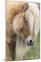 Shetland Pony on the Island of Foula, Part of the Shetland Islands in Scotland-Martin Zwick-Mounted Photographic Print