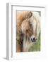 Shetland Pony on the Island of Foula, Part of the Shetland Islands in Scotland-Martin Zwick-Framed Photographic Print