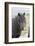 Shetland Pony on the Island of Unst, Part of the Shetland Islands in Scotland-Martin Zwick-Framed Photographic Print