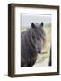 Shetland Pony on the Island of Unst, Part of the Shetland Islands in Scotland-Martin Zwick-Framed Photographic Print