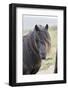 Shetland Pony on the Island of Unst, Part of the Shetland Islands in Scotland-Martin Zwick-Framed Photographic Print