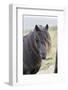 Shetland Pony on the Island of Unst, Part of the Shetland Islands in Scotland-Martin Zwick-Framed Photographic Print