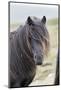 Shetland Pony on the Island of Unst, Part of the Shetland Islands in Scotland-Martin Zwick-Mounted Photographic Print