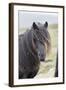 Shetland Pony on the Island of Unst, Part of the Shetland Islands in Scotland-Martin Zwick-Framed Photographic Print