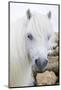 Shetland Pony on the Island of Unst, Part of the Shetland Islands in Scotland-Martin Zwick-Mounted Photographic Print