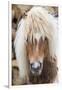 Shetland Pony on the Island of Unst, Part of the Shetland Islands in Scotland-Martin Zwick-Framed Photographic Print